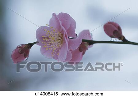 Weeping Plum View Large Photo Image Stock Photography - Weeping Plum. Fotosearch