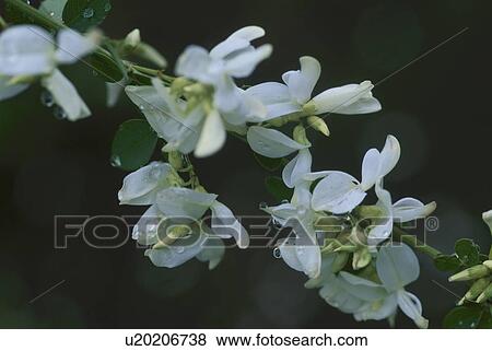 White Bush Clover View Large Photo Image Stock Photo - White Bush Clover. Fotosearch