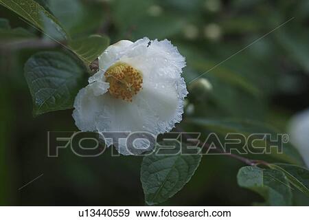 White Camellia View Large Photo Image Stock Photo - White Camellia. Fotosearch