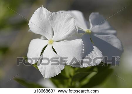 White Flower View Large Photo Image Stock Photo - White Flower. Fotosearch
