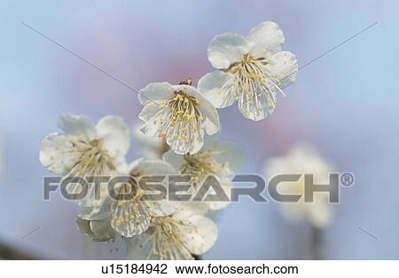 Stock Image - White Plum. Fotosearch