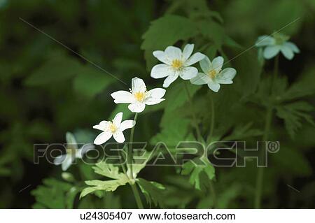 Stock Photo - White Wildflowers. Fotosearch