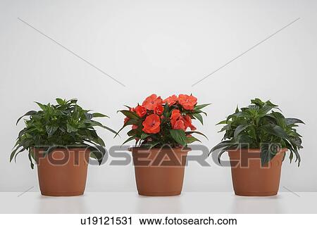 Stock Image - Three potted plants in a line one blooming.. Fotosearch
