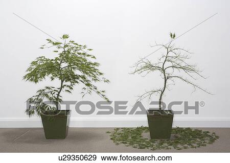 Stock Photo - Two Potted plants with one dead.. Fotosearch