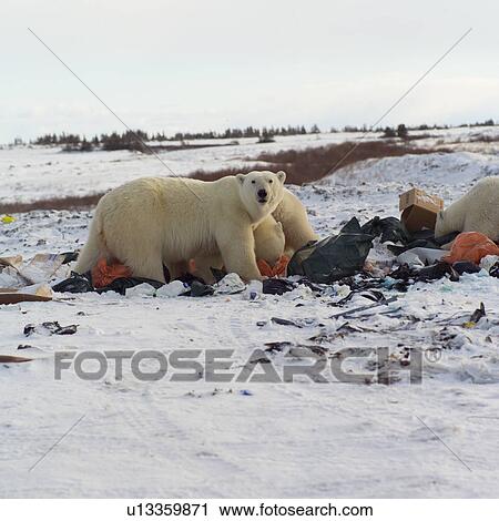Stock Image - Churchill Northern Manitoba Polar Bears looking for food in garbage. Fotosearch