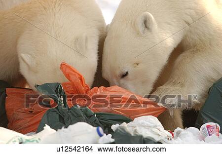 Churchill Northern Manitoba town and surroundings Polar Bear in Garbage View Large Photo Image Picture - Churchill Northern Manitoba town and surroundings Polar Bear in Garbage. Fotosearch
