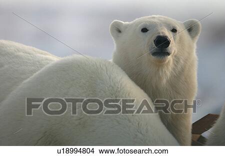 Churchill Northern Manitoba town and surroundings Polar Bear View Large Photo Image Picture - Churchill Northern Manitoba town and surroundings Polar Bear. Fotosearch