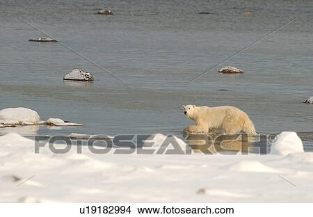 Churchill Northern Manitoba town and surroundings Polar Bear View Large Photo Image Picture - Churchill Northern Manitoba town and surroundings Polar Bear. Fotosearch