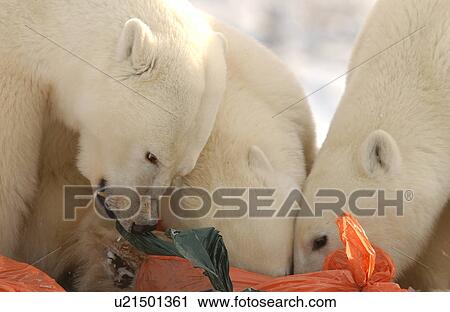 Churchill Northern Manitoba town and surroundings Polar Bear in Garbage View Large Photo Image Stock Image - Churchill Northern Manitoba town and surroundings Polar Bear in Garbage. Fotosearch