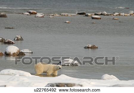 Stock Image - Churchill Northern Manitoba town and surroundings Polar Bear. Fotosearch