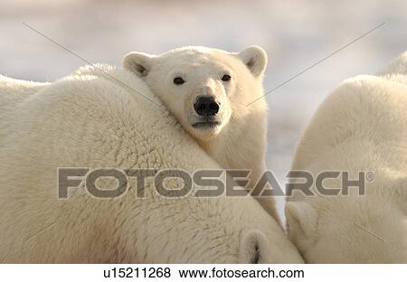 Churchill Northern Manitoba town and surroundings Polar Bear View Large Photo Image Stock Photo - Churchill Northern Manitoba town and surroundings Polar Bear. Fotosearch