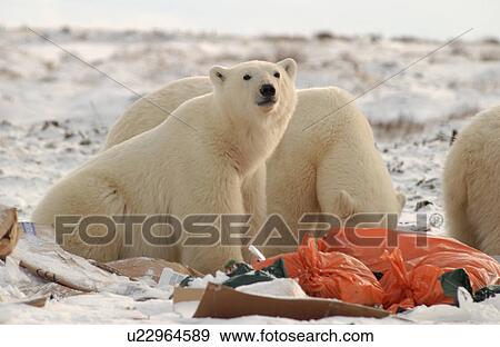 Churchill Northern Manitoba town and surroundings Polar Bear in Garbage View Large Photo Image Stock Photo - Churchill Northern Manitoba town and surroundings Polar Bear in Garbage. Fotosearch