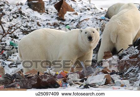 Churchill Northern Manitoba town and surroundings Polar Bear in Garbage View Large Photo Image Stock Photo - Churchill Northern Manitoba town and surroundings Polar Bear in Garbage. Fotosearch