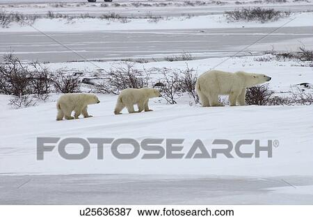 Family of Polar Bears at Churchill Manitoba View Large Photo Image Stock Photo - Family of Polar Bears at Churchill Manitoba. Fotosearch