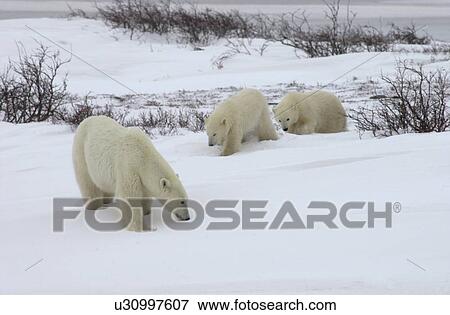 Family of Polar Bears at Churchill Manitoba View Large Photo Image Stock Photo - Family of Polar Bears at Churchill Manitoba. Fotosearch