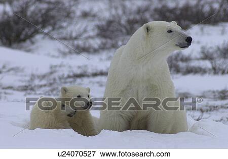 Mother with Polar Bear Cub at Churchill Manitoba View Large Photo Image Stock Photo - Mother with Polar Bear Cub at Churchill Manitoba. Fotosearch