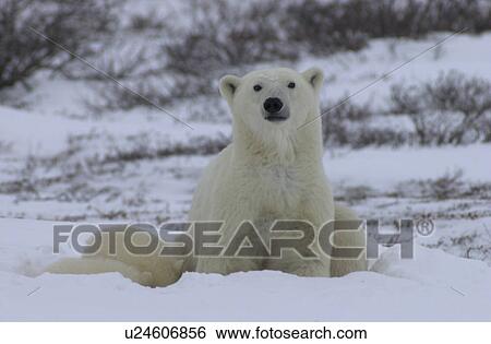 Stock Photograph - Mother with Polar Bear Cub at Churchill Manitoba. Fotosearch