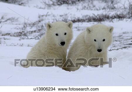 Picture - Polar Bear Cubs at Churchill Manitoba. Fotosearch