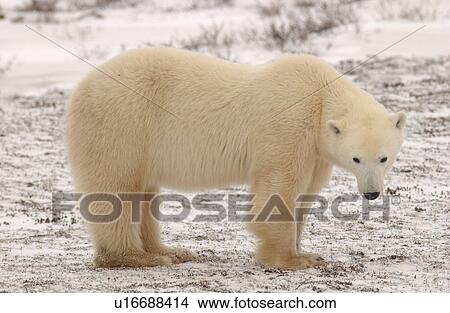 Polar Bears - Churchill Manitoba View Large Photo Image Picture - Polar Bears - Churchill Manitoba. Fotosearch