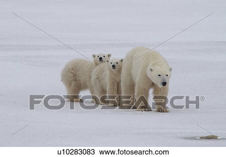 Polar Bears - Churchill Manitoba View Large Photo Image Stock Image - Polar Bears - Churchill Manitoba. Fotosearch