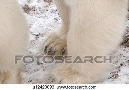 Polar Bears - Churchill Manitoba View Large Photo Image Stock Image - Polar Bears - Churchill Manitoba. Fotosearch