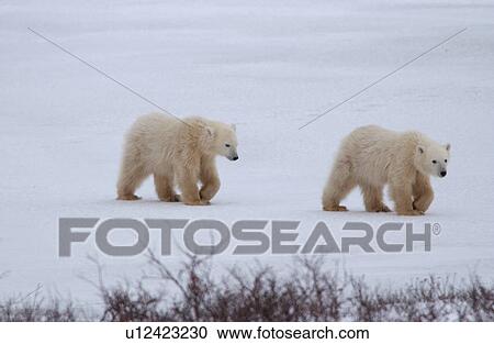 Polar Bears - Churchill Manitoba View Large Photo Image Stock Image - Polar Bears - Churchill Manitoba. Fotosearch