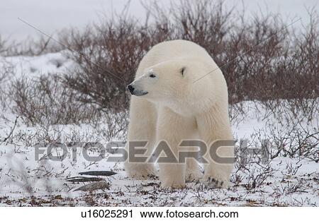 Polar Bears - Churchill Manitoba View Large Photo Image Stock Image - Polar Bears - Churchill Manitoba. Fotosearch