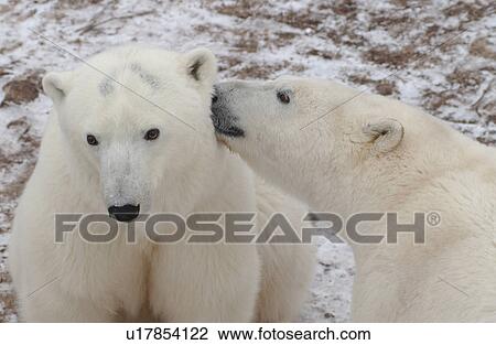 Stock Image - Polar Bears - Churchill Manitoba. Fotosearch