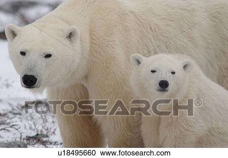 Stock Image - Polar Bears - Churchill Manitoba. Fotosearch