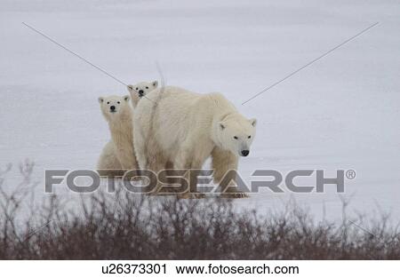 Polar Bears - Churchill Manitoba View Large Photo Image Stock Image - Polar Bears - Churchill Manitoba. Fotosearch