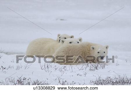 Polar Bears - Churchill Manitoba View Large Photo Image Stock Photo - Polar Bears - Churchill Manitoba. Fotosearch