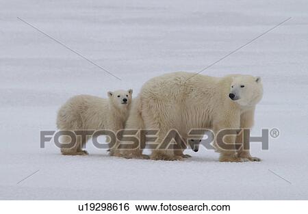 Polar Bears - Churchill Manitoba View Large Photo Image Stock Photograph - Polar Bears - Churchill Manitoba. Fotosearch