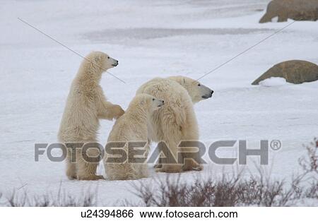 Stock Photograph - Polar Bears - Churchill Manitoba. Fotosearch