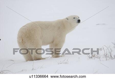 Picture - Polar Bears in Churchill Manitoba Canada North. Fotosearch