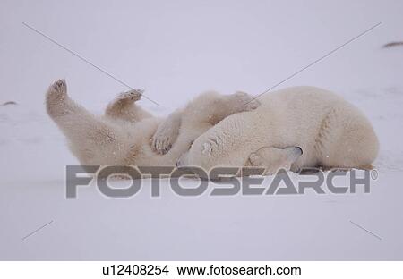 Picture - Polar Bears in Churchill Manitoba Canada North. Fotosearch