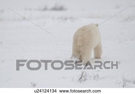 Picture - Polar Bears in Churchill Manitoba Canada North. Fotosearch