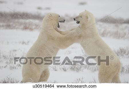 Picture - Polar Bears in Churchill Manitoba Canada North. Fotosearch