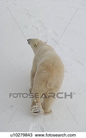 Stock Image - Polar Bears in Churchill Manitoba Canada North. Fotosearch