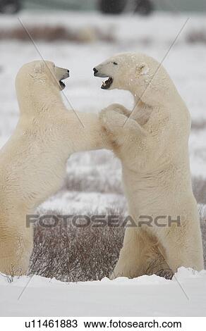 Stock Image - Polar Bears in Churchill Manitoba Canada North. Fotosearch