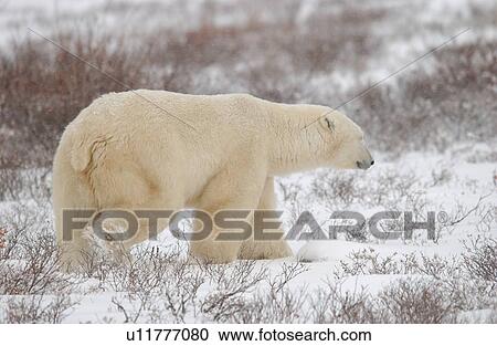 Stock Image - Polar Bears in Churchill Manitoba Canada North. Fotosearch