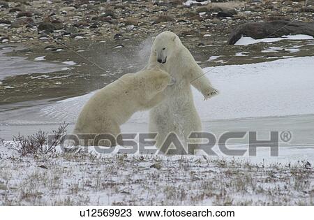 Stock Image - Polar Bears in Churchill Manitoba. Fotosearch