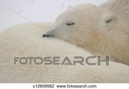 Polar Bears in Churchill Manitoba - Canada North View Large Photo Image Stock Image - Polar Bears in Churchill Manitoba - Canada North. Fotosearch
