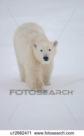 Stock Image - Polar Bears in Churchill Manitoba Canada North. Fotosearch
