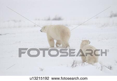 Stock Image - Polar Bears in Churchill Manitoba Canada North. Fotosearch