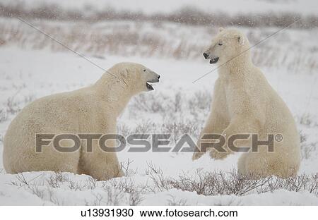 Polar Bears in Churchill Manitoba Canada North View Large Photo Image Stock Image - Polar Bears in Churchill Manitoba Canada North. Fotosearch