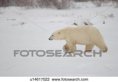 Stock Image - Polar Bears in Churchill Manitoba Canada North. Fotosearch