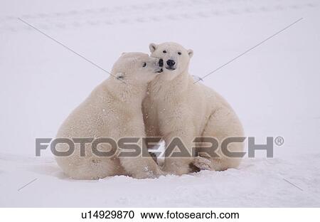 Stock Image - Polar Bears in Churchill Manitoba Canada North. Fotosearch