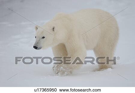 Polar Bears in Churchill Manitoba Canada North View Large Photo Image Stock Image - Polar Bears in Churchill Manitoba Canada North. Fotosearch