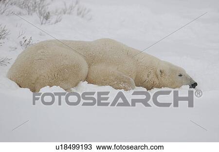 Stock Image - Polar Bears in Churchill Manitoba Canada North. Fotosearch