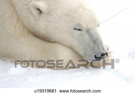 Stock Image - Polar Bears in Churchill Manitoba Canada North. Fotosearch
